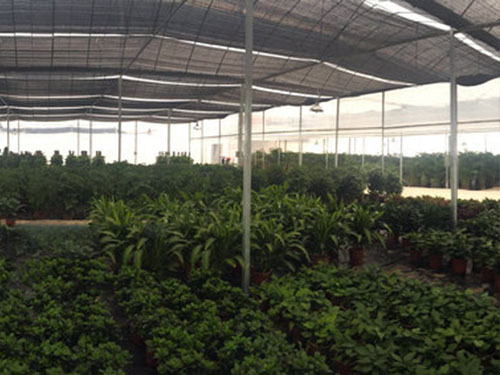 花更好苗圃基地